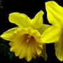 Narsissin ominaisuudet, kuvia ja kuvia kukasta