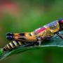Hyönteisten ulkoinen rakenne: tyypit, kuvaus, ominaisuudet