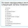 Straturile germinale: tipurile și caracteristicile lor structurale