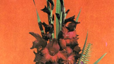 Photo of Искусство создания букетов